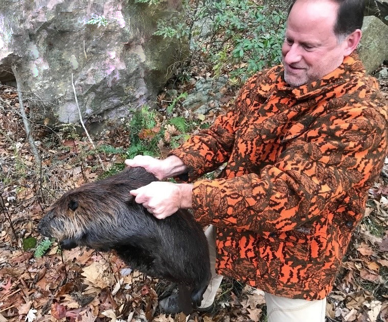 A dead beaver